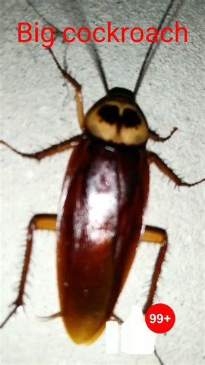 Large cockroach #insects