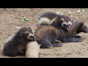 Wolverine vs Tasmanian Devil