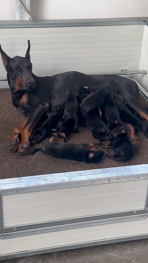 Dark Canine Doberman Kennel on TikTok