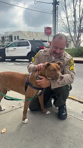 Community partnerships look a little fluffier today 🐕🤝 We teamed up with Pasadena Humane Society for our first-ever adoption event, and our Operations Sgt is clearly a dog lover through and through 🐾 Come out and join us — we’re here until 2PM! This is Scooby, and he’s ready for a forever family ❤️ | Altadena Sheriff's Station