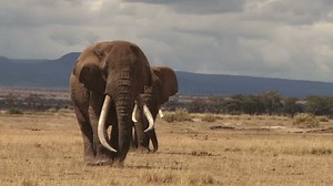 Largest Elephant Wild Walking Towards Camera Stock Footage Video (100% Royalty-free) 8704858 | Shutterstock