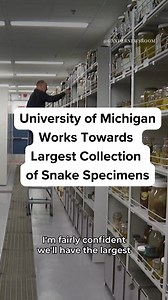 Roughly 40,000 water snakes, garter snakes, and salamanders recently turned up at the University of Michigan. Was it a plague? A Halloween prank gone too far? No—it’s the work of a lifetime for two retired professors, and an impressive addition to what’s now likely the largest collection of reptile and amphibian specimens at any research institution in the US. “I’m fairly confident we’ll have the largest snake collection in the world,” said Greg Schneider, research museum collections manager for