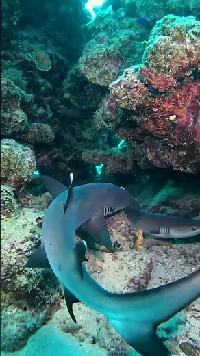 Meet the World's Cutest Shark Pup #BabyShark #WhitetipReefShark #CuteShark #SharkPup #MarineBiology