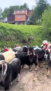 italian Goat 🇮🇹🐑🐏🐏🐑🐏🐏🐏🐏 #GOAT #europa #italiano #europetravellife | Ijaz Gujjar