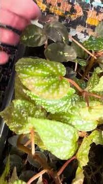 Look inside the begonia box