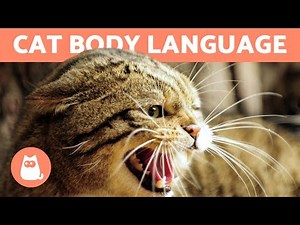 Cat Body Language - Signs & Postures