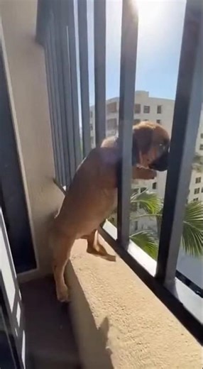 Puppy Head Through Iron Fence Bars