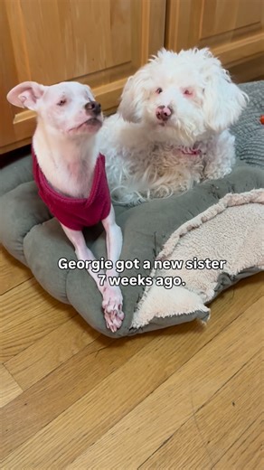 Georgie, deaf blind adorable on Instagram: "There's no debating that Baby Ruby is adorable. But Baby Georgie needed some time to come to grips with having a new baby sister. And so did the rest of the group. Every day Ruby and her new dog family settle into a more comfortable routine. Adopting a deaf and mostly blind poodle puppy is somewhat challenging for everyone. They need to learn how to interact with a dog who can't hear them and doesn't read body language well. They do have experience!😘 