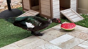 #TBT of Gabby enjoying some melon 🍉 Happy Pre-Friday!! 😀 | Q Duck and the Gabbster