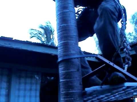 Spikeless palm climbing platform