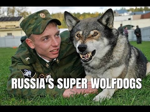 VOLKOSOBY - RUSSIA'S POWERFUL & SECRET WOLF DOGS / Animal Watch