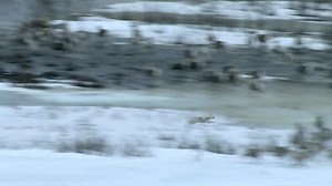Wolf Hunts Caribou