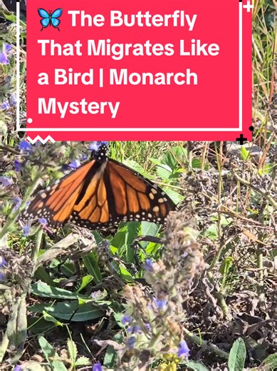 The Monarch butterfly (Danaus plexippus) performs one of the most incredible migrations on the planet. Traveling thousands of kilometers across North America, these delicate insects rely on instinct, the sun, and Earth’s magnetic field—despite never having made the journey before. Nature is unbelievable 🌎🦋 #MonarchButterfly #learnontiktok #ButterflyMigration #NatureFacts #WildlifeEducation