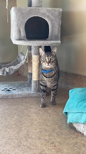 Meet Chedda Cheese, the ultimate combo of playful and chill! He’s a pro at balancing playtime with rest and relaxation. With an affectionate personality, Chedda Cheese adores pets and is wonderful with children. 💗Chedda is even crate-trained and rides well in cars! While he’s had mixed feelings about other cats, he’s more than ready to be your purr-fect companion. 😻 He would love a family to call his own! Swing by Animal Friends of the Valleys to meet Chedda Cheese or any of our other fabulous