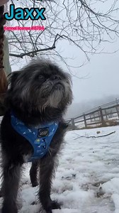 8.1K views · 131 reactions | Sweet Jaxx!!!冀 Please call Beth at 814-312-0911 with any questions or to fill out a phone application. PA Kennel License #8784 | Mending Hearts Animal Rescue | Facebook