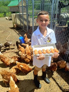 8 Años 🙏 y Tiene su Empresa de Huevos 🥚🥚 los Mas Ricos ❤️ Del Pais 🇵🇷 Orgullo Boricua Empezó con 10. Ahora Tiene Más de 100 🐓🐓 | Puerto Rico desde el Aire
