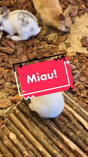 Adorable Rabbits in their Cozy Indoor Enclosure
