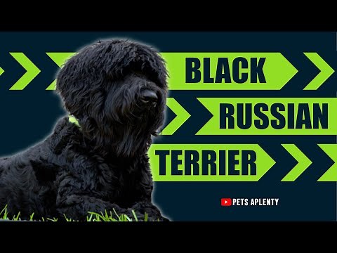 The Black Russian Terrier Dog Breed | Black Russian Terrier Temperament | Grooming