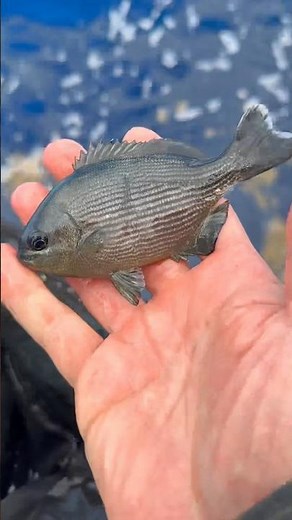 Floating Backpack Full of Fish!!