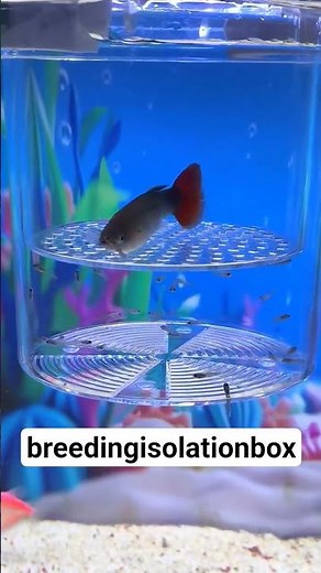 prepare double-layered breeding boxes in advance #breedingbox #fishkeeping #breedingisolationbox