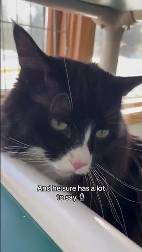 Adopt Squirtle | BC SPCA