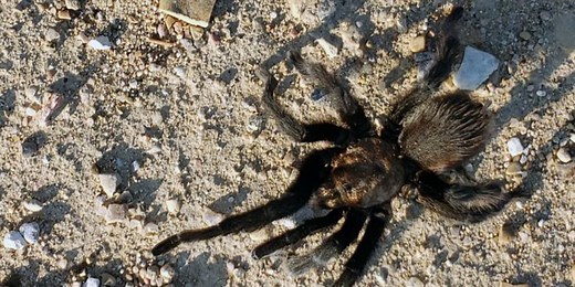 Check out Colorado’s brown tarantulas at La Junta’s third annual Tarantula Festival