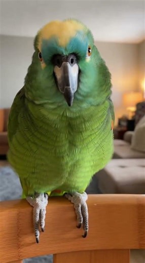 PARROT BREAKUP DRAMA