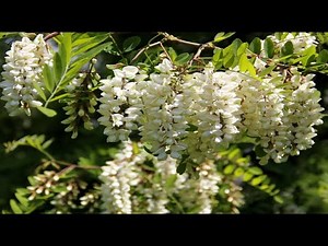 #Маакия -Акация амурская (Maackia amurensis)