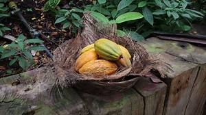 Happy Easter! Here’s how your Easter egg started out… | Eden Project