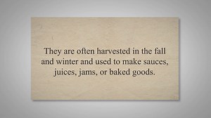 Can You Eat Raw Cranberries?