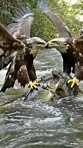 Snake VS Eagle fighting over fish👀 #eagle #snake #river | Dans Riquelme