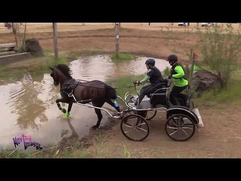 Liz Goldman; Equestrian Institute Combined Driving Event; August 2017