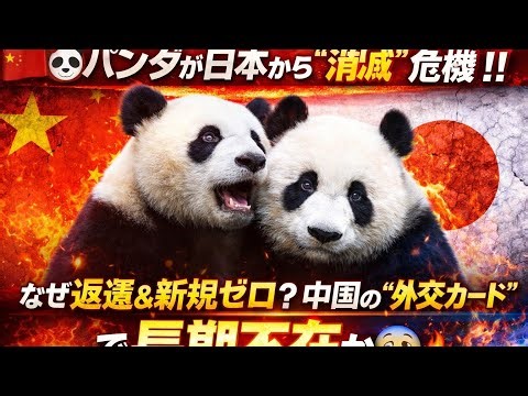 🇨🇳🐼Pandas are at risk of "disappearing" from Japan‼️ Why are there no returns or new ones? Could ...