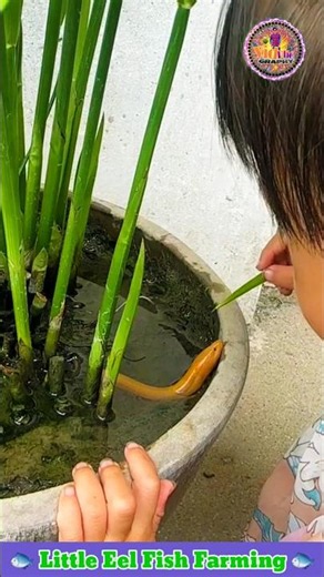 Amazing Little Eel Fish Farming 🦈 Fish Video 🐠 Fish Farming Video 🎏 #shorts #eel #fishing #fish