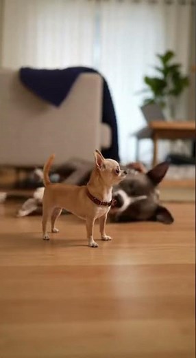 Tiny Chihuahua Shows Who’s Boss While Big Dog Plays Dramatic