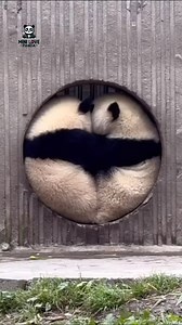 1.2M views · 229 reactions | PanYue‘s twin sons are so playful and adorable. 盼月的双胞胎儿子真会玩，太可爱啦 #pandas #panda #pandapanda #pandalovers #pandagram #pandalife #pandabear #pandafamily #pandacub | Mini Love Panda | Facebook