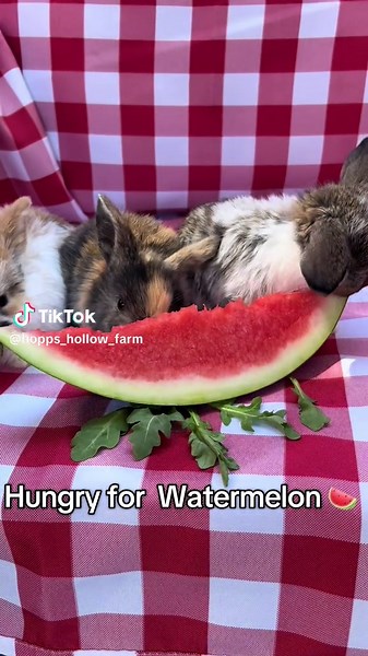 We have been sampling a lot of fruits and they clearly love watermelon the best!##BunnyCuteness #sweetbunny #BunnyLife #BunnyLove #BabyBunnies