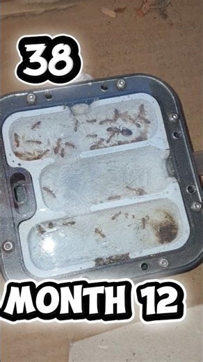 project zonatus #antkeeping #camponotus