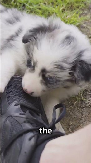 Why Do Dogs Steal Shoes 🐶👟