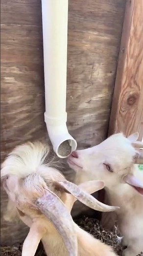 Goats 101- DIY Mineral Feeder
