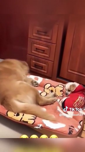 Talking Dogs and Cats: Hilarious Voiceover Moments