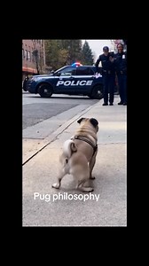 26 reactions · 14 shares | Wednesday pug dance 殺殺 #puglife #pug #funny #pugdance | Pug Philosophy | Facebook