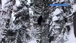 Tree-climbing bear surprises snowboarder at California's Northstar ski resort