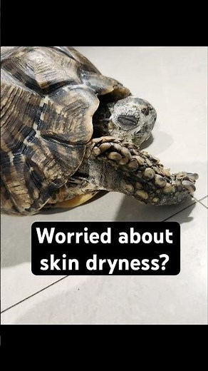 🐢 What to do if the turtle's skin becomes dry? #indianstartortoise #kachhua #babytortoise #babyre...