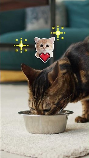 Royal Canin | Veterinary Health Nutrition