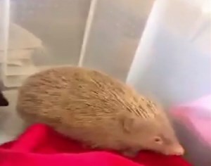 VIDEO: Rare albino hedgehog saved from death by rescue centre
