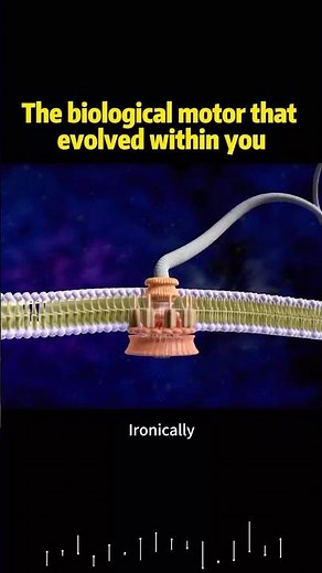 The biological motor that evolved within you #knowledge #science