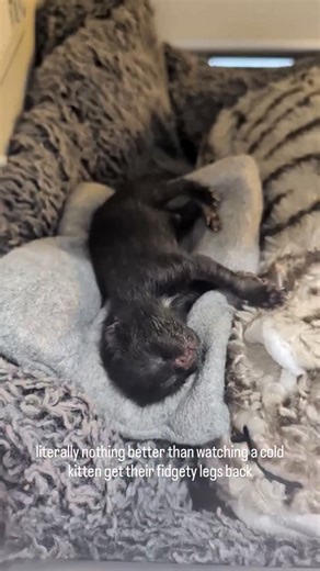 9.1K views · 1K reactions | I lead with some dextrose tube fed while he warmed up, followed by about 1.5cc of formula via tube. He is slowly coming back #BabyCats #BabyCatRescue #BottleBabyRescue #TinyButMighty #KittenFosterLife #newbornkittens #KittensOfInstagram #OrphanKittens #babyKittens #neonatalkittens #CatRescueNonprofit | FosterBabyCats | Facebook