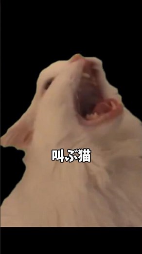 叫ぶ猫 について解説 #猫ミーム