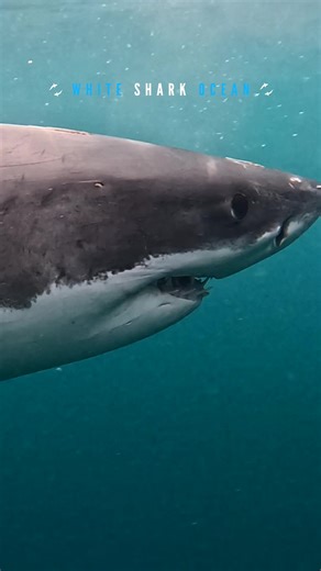 Great White Shark Comes In With Jaws Open | great white sharks
